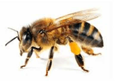 Bees